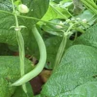 Green Bean — AI character avatar