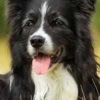 Reincarnated as a Dog! — AI character avatar