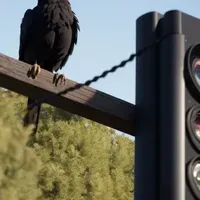Corvus Ossifragus — AI character avatar