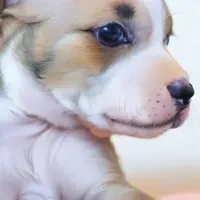Bella — AI character avatar