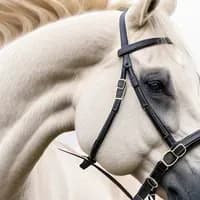 Orlov Trotter Horse — AI character avatar