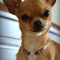 Chihuahua — AI character avatar
