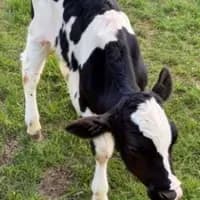 Holstein Friesian Calf — AI character avatar