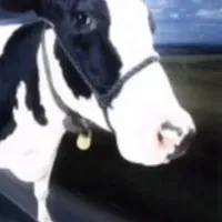 Cow on a Skateboard — AI character avatar