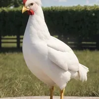 White Leghorn Hen — AI character avatar